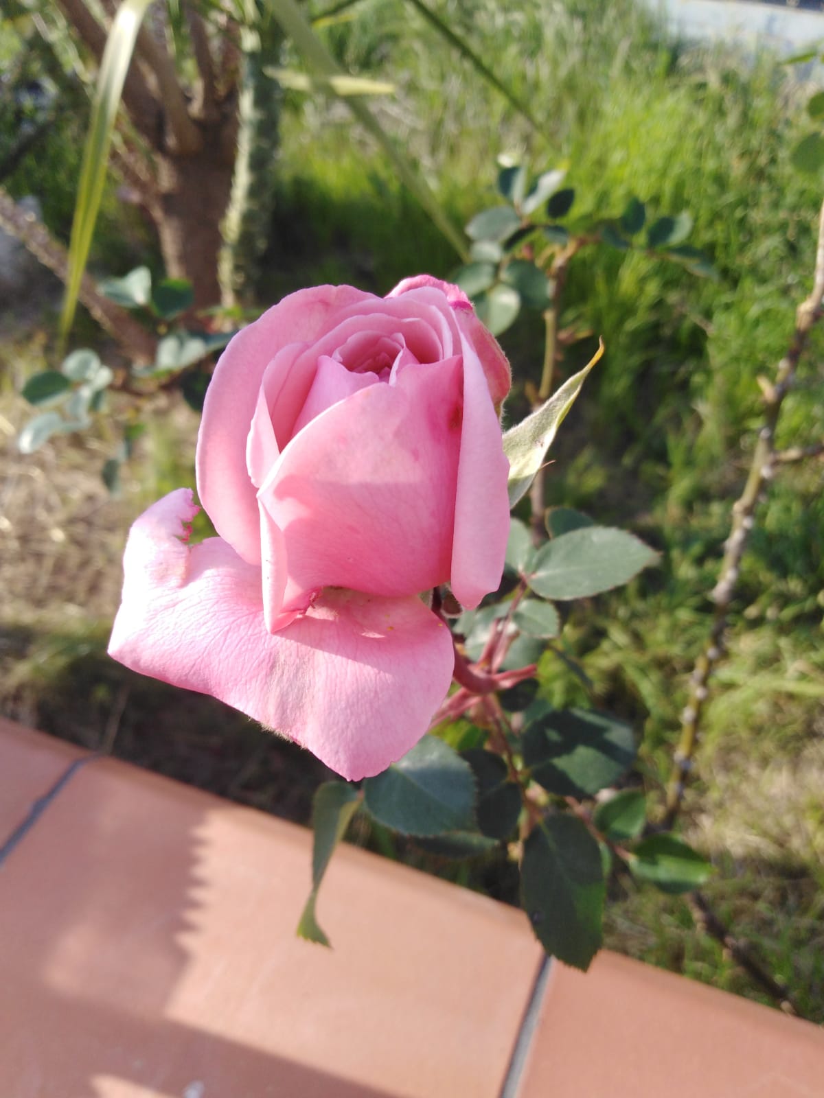rosa lazzari